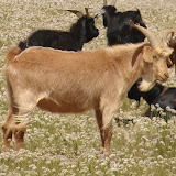 347 Aug 2006 a few hours from Shankhyn Khiid Monastery, Mongolia.JPG