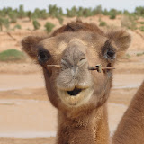 Curious camel