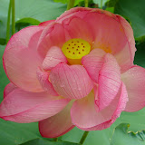 Kyoto lotus flower