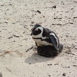 Penguin mother&baby.JPG
