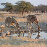 8X10Giraffe15.JPG