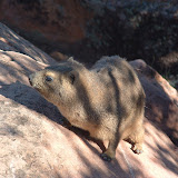 Rock Dassie1.JPG