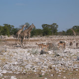 106 May 2005 Namibia Etosha Natl Park.JPG