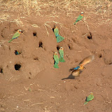 bea eaters1.JPG
