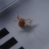 Not sure what a tick looks like?