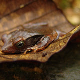 229 Feb 2006  Caxiuana Ferreira Penna Scientific Research Station.JPG