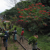 There were a lot of poinsettia
in Madagascar