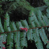 474 July 2005 Ranomafana Natl Park, Madagascar.JPG