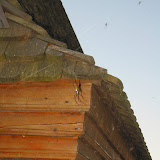 One of the common spiders which
looks too small in this picture.
They were all over Madagascar.