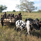 287 June 2005 Belo sur Tsiribihina, Madagascar.JPG