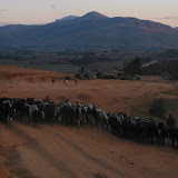 Nearby villages drove their cattle
in for the market.