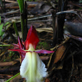 This was the most interesting orchid
I saw in Madagascar. The orchid season
is during the rainy season Jan-Feb,
so I guess I was lucky.