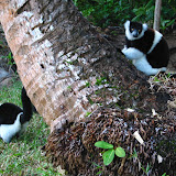 The owner of the bungalows had
a few lemurs loose on his property.