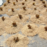 Rice bouquets