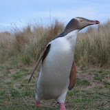 yellow-eyed penguins