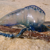 A common, poisonous blue bottle 
washed up on the beach.