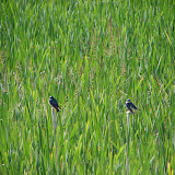 DSC09057.JPG