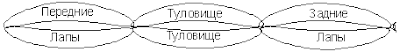 Схема пузырей, лапы и туловище