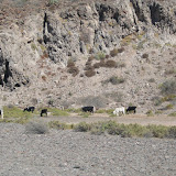  &ndash; Cattle