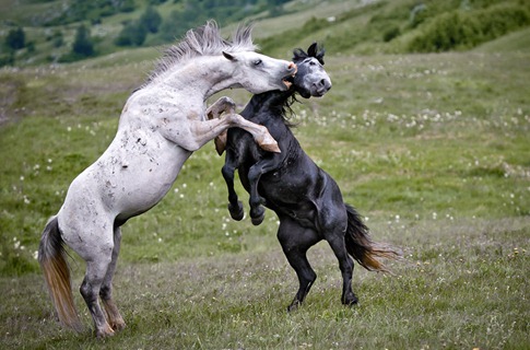 luta entre animais desbaratinando (7)