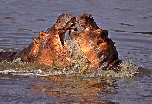 luta entre animais desbaratinando (13)