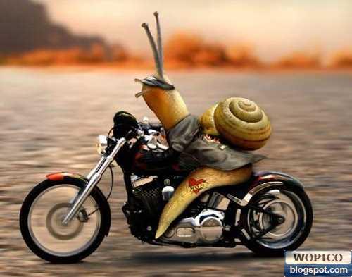 Snail Rider