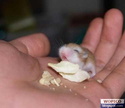 Smallest Hamster