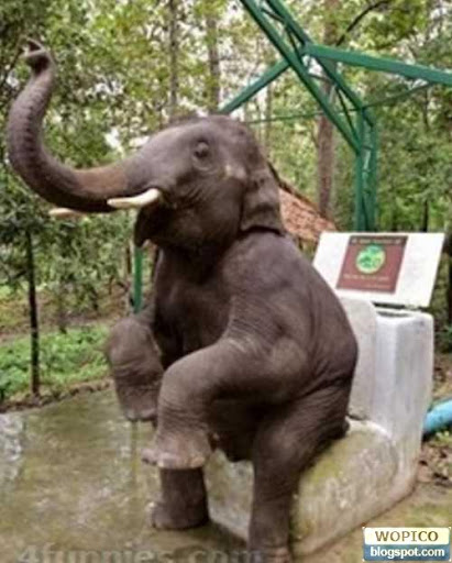 Elephant Toilet