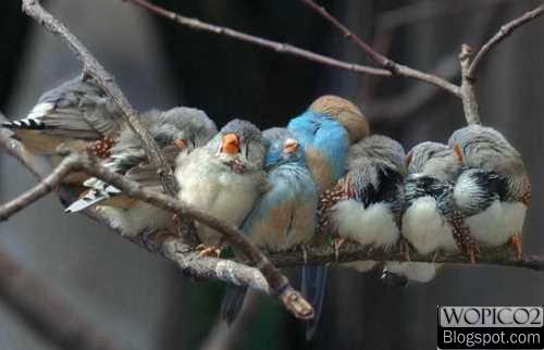 Sleeping Birds