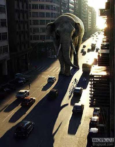 Elephant in the City