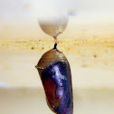 Plain Tiger pupa