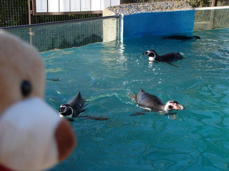 http://lh5.ggpht.com/_7ODftPSZPsY/S5QXwfLLjEI/AAAAAAAAAcg/QFELDMwvdR8/penguins1.jpg