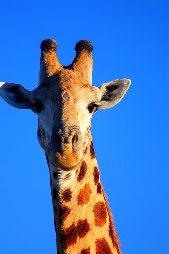 IMAGE: http://lh5.ggpht.com/_7OuW4xBZFek/SLGneeOq8kI/AAAAAAAAAzo/dKeHt6Old7w/s512/DPP_53.JPG