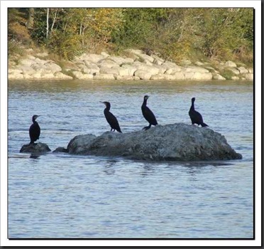 isleta-cormoranes2