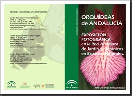 orquideas-1