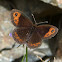 Erebia