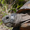 Gopher tortoise