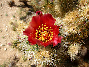 Staghorn Cholla in the Anza Borrego desert