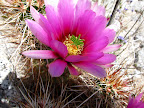 Wildflowers and crazy Jackrabbits - Anza Borrego Desert State Park