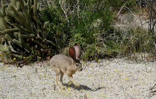 JackRabbit in the Anza Borrego desert