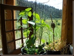 Watching my greenhouse plants grow 2010