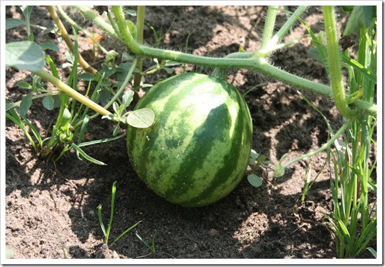 Garden and Journal 008