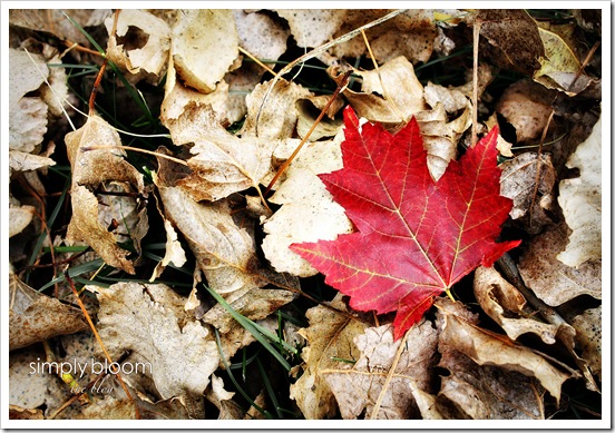 Leaf