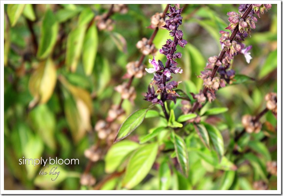 Licorice Basil 1