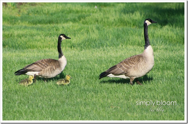 goslings