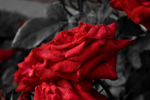 Roses-9