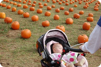 Pumpkin Patch 019