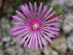 ヒメマツバギクの花　その１