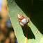 A chubby jumping spider