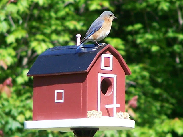 Bluebird